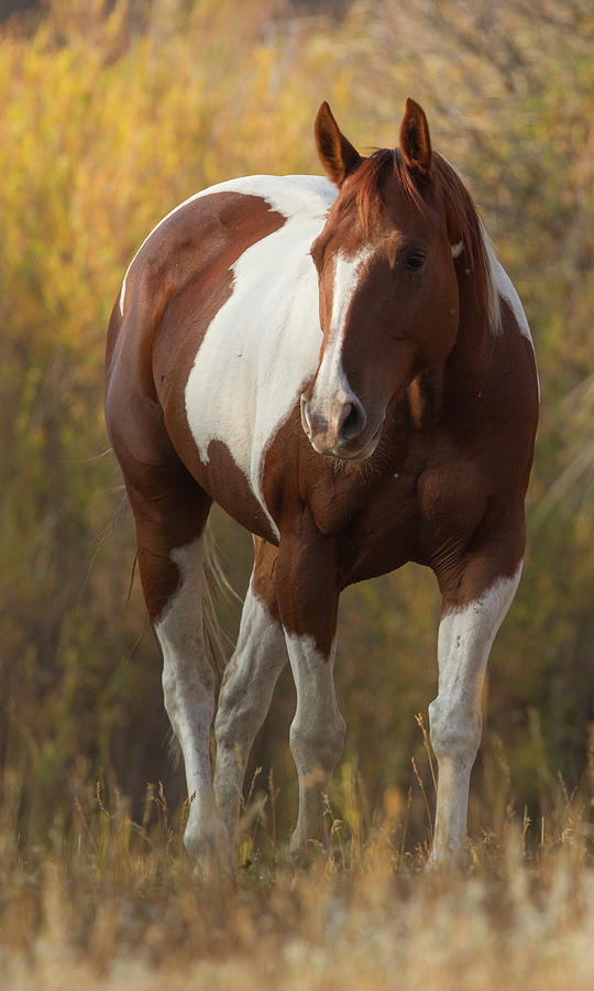 Skewbald Horse In Ranch, Martinsdale, Montana, Usa. Photograph by Carol ...