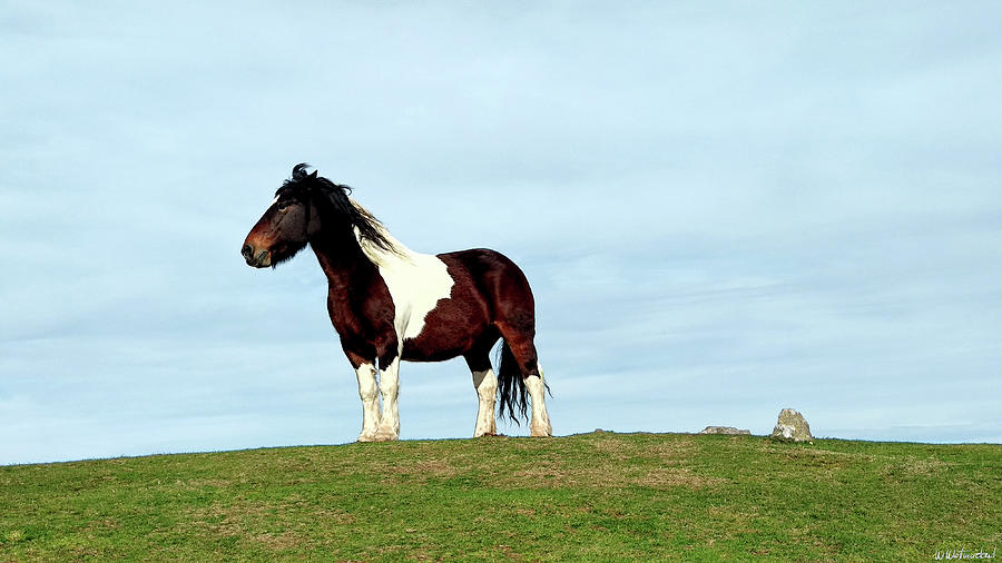 Skewbald Mare Queen of the Hill Photograph by Weston Westmoreland
