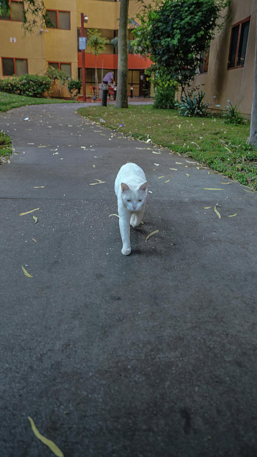 skid row kitten coming to greet you by Kenneth James skid row kitten coming to greet you by Kenneth James