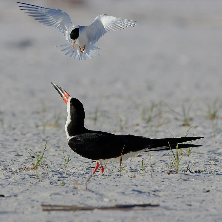 Skimmer Vs Least Tern Photograph by JASawyer Imaging