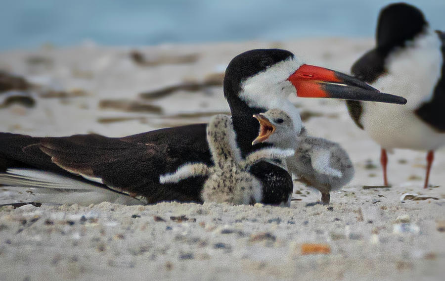 Skimmer Baby Chicks Photograph by JASawyer Imaging