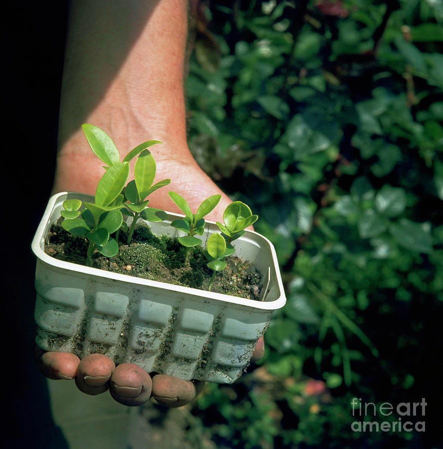 Skimmia Seedlings Photograph by George W Miller/science Photo Library