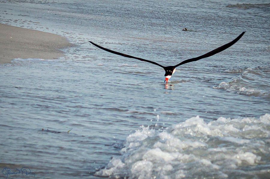 Skimming for Fish Photograph by Susan Molnar