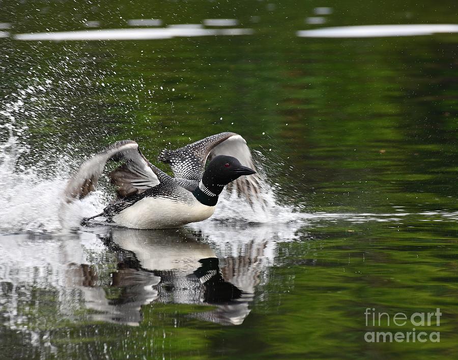 Skimming Loon Photograph by Steve Brown