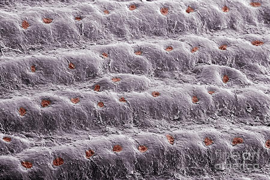 Skin Friction Ridges On A Human Fingertip Photograph by Science Photo Library Skin Friction Ridges On A Human Fingertip Photograph by Science Photo Library