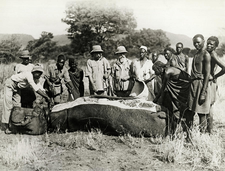 Skinning A Hippopotamus Photograph by Underwood Archives