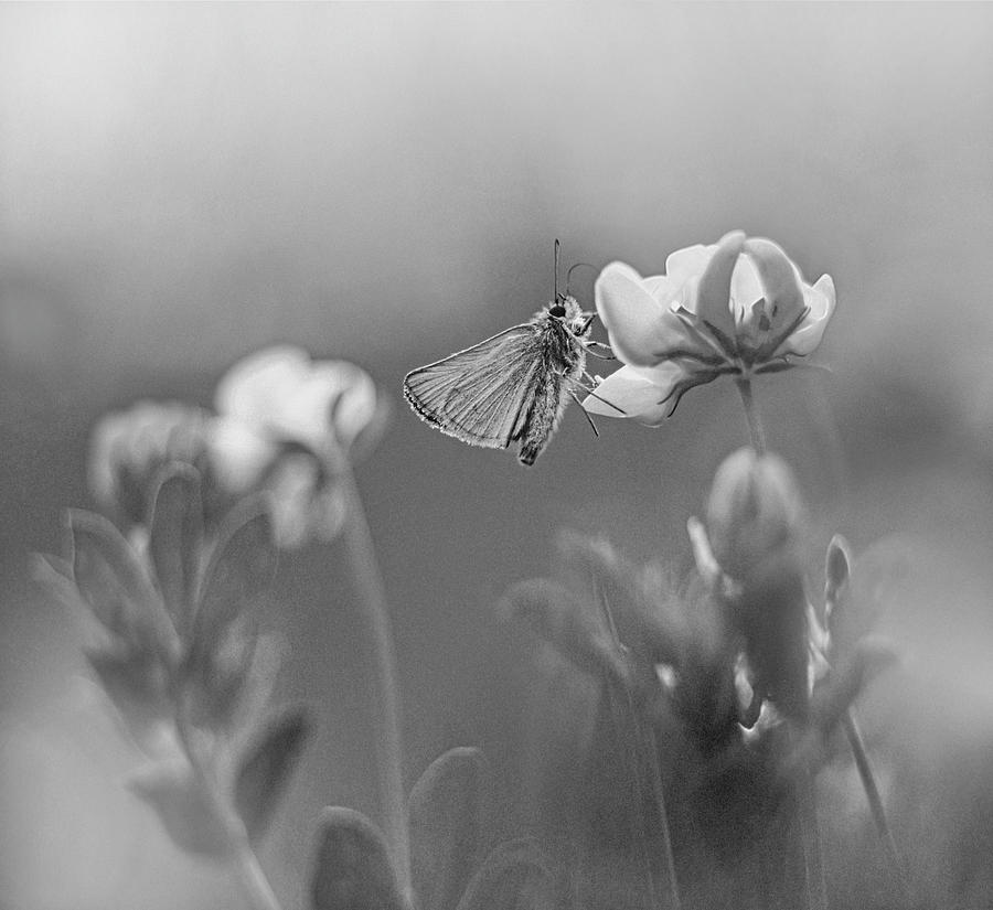 Skipper Butterfly On Flower Photograph by Tim Fitzharris