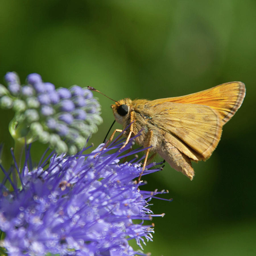 Skipper Butterfly on Purple Flower Photograph by Cascade Colors