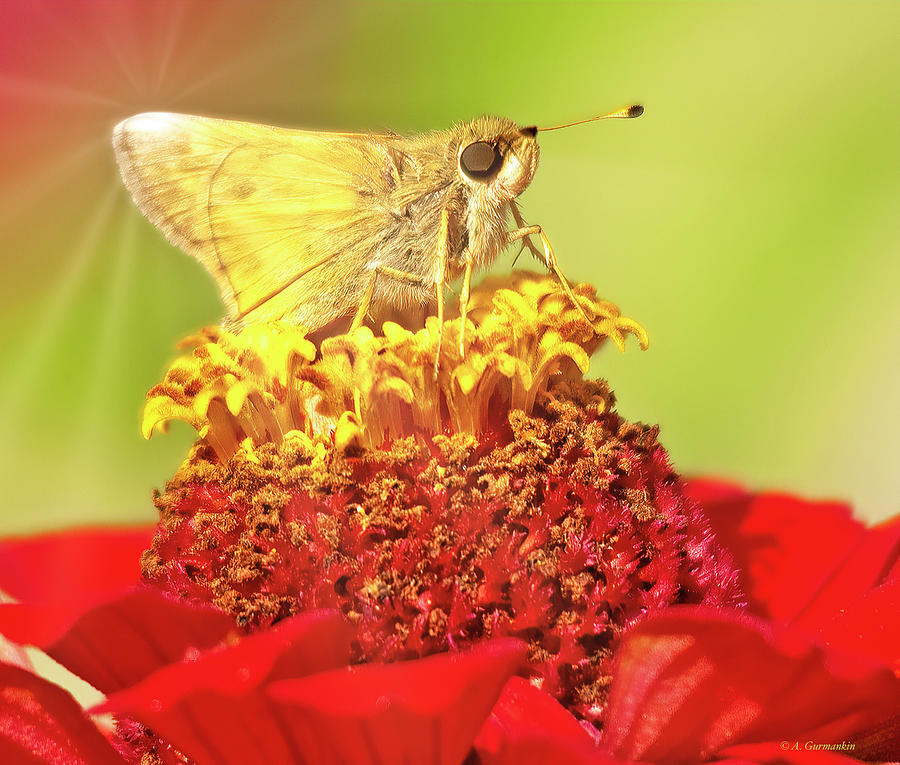 Skipper Butterfly on Zinnia Flower Photograph by A Macarthur Gurmankin