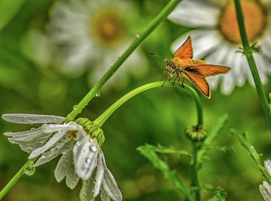 Skipper in the Daisies Photograph by Gerald DeBoer
