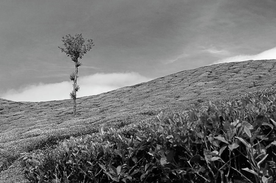 SKN 9115 Grace Of The Tea Mountain. B/W Photograph by Sunil Kapadia