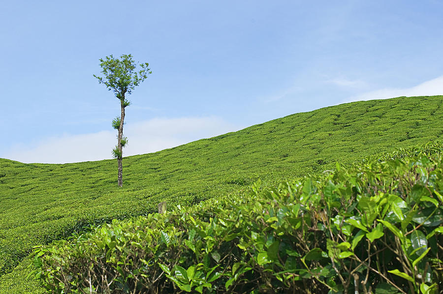 SKN 9115 Grace Of The Tea Mountain. Color  Photograph by Sunil Kapadia