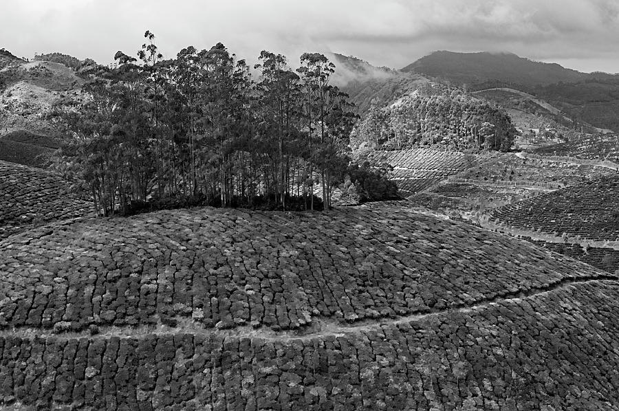SKN 9119 Tea Mountains. B/W Photograph by Sunil Kapadia