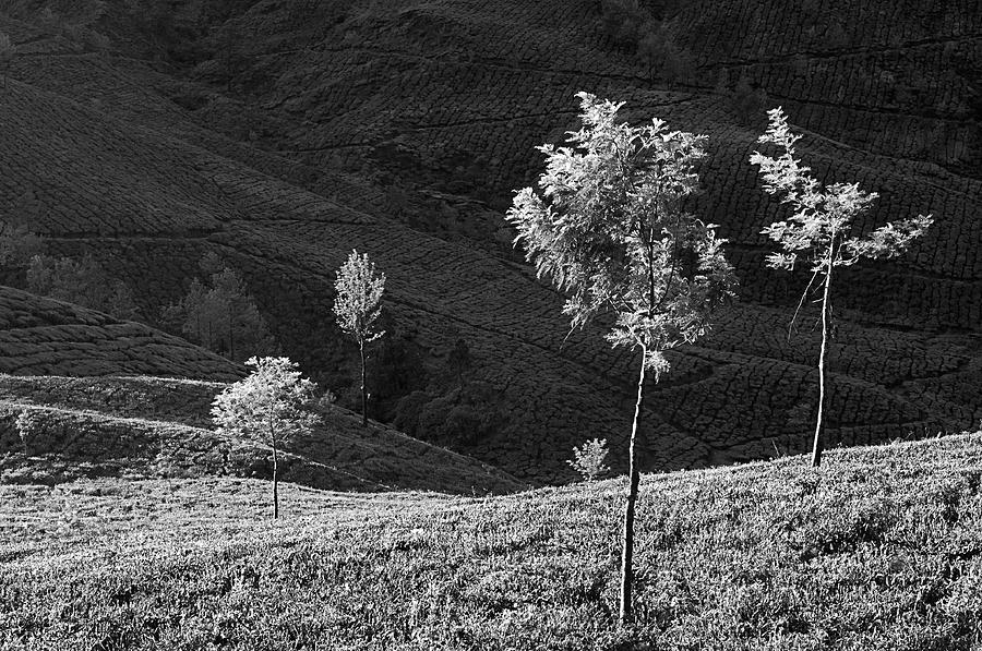 Skn 9166 Portrait Of Trees. B/w Photograph
