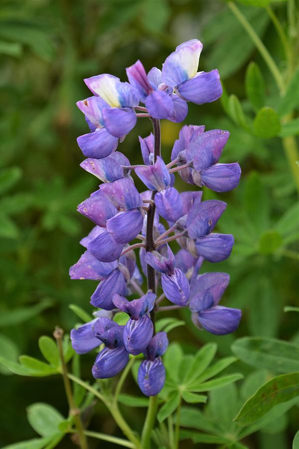 Lupine Photograph - Skogafoss Lupine by Norman Burnham Lupine Photograph - Skogafoss Lupine by Norman Burnham