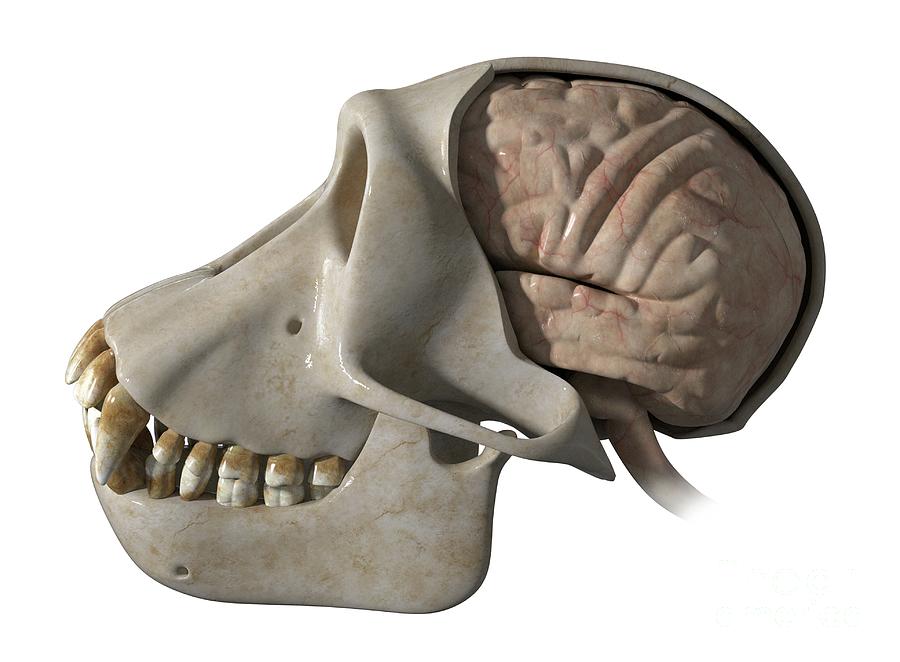 Skull And Brain Of A Chimpanzee Photograph by Claus Lunau/science Photo ...