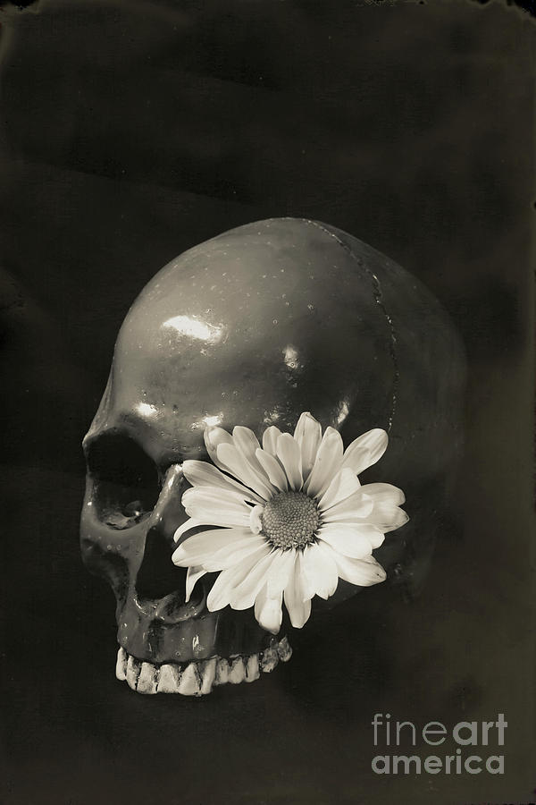 Skull and Flower Tin Type Photograph by Edward Fielding