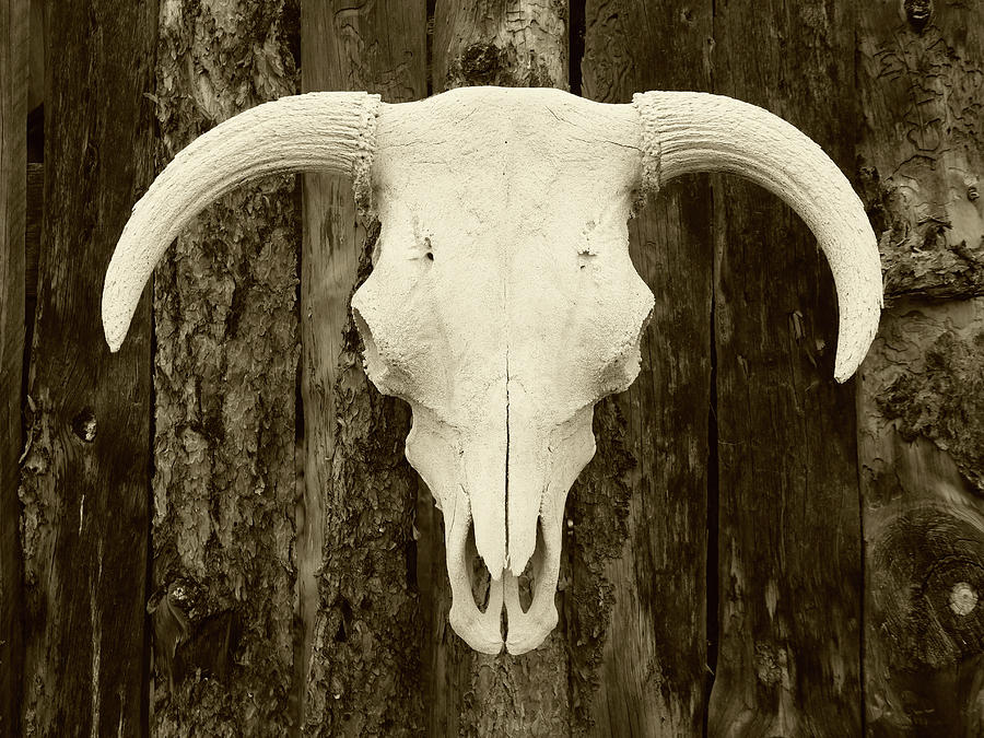Cow Photograph - Skull by Jerry Mann