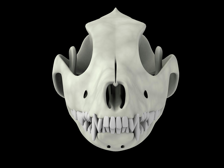 Skull Of A Dog, Front View Photograph by Stocktrek Images