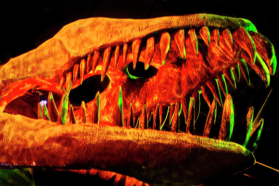 Skull Of A Plesiosaur Photograph by Miroslava Jurcik