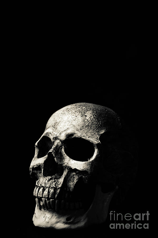Skull over Black Photograph by Edward Fielding