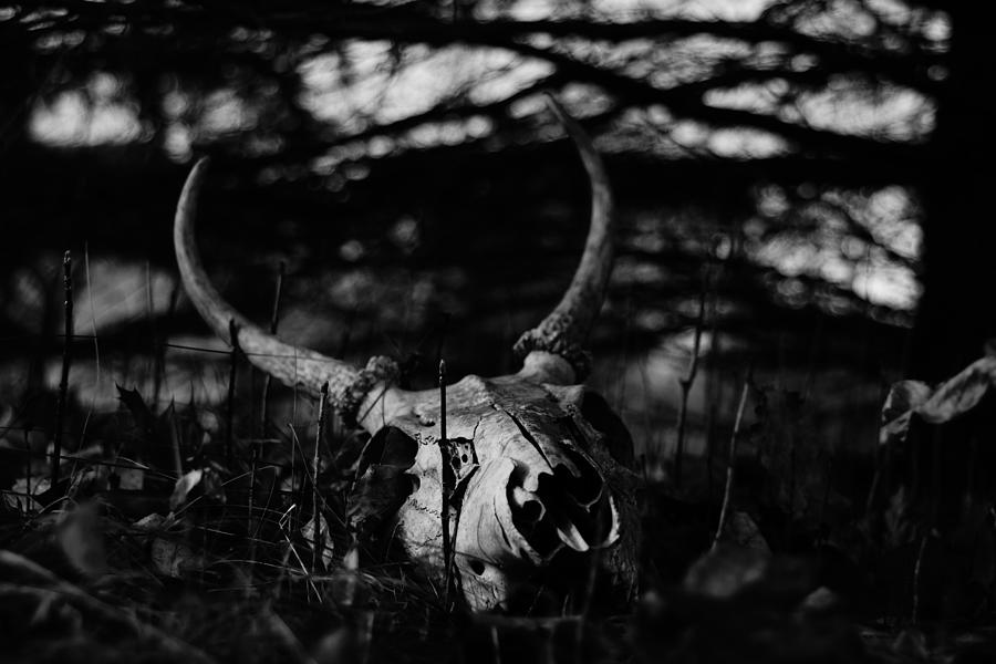 Skull Photograph by Steven Clipperton