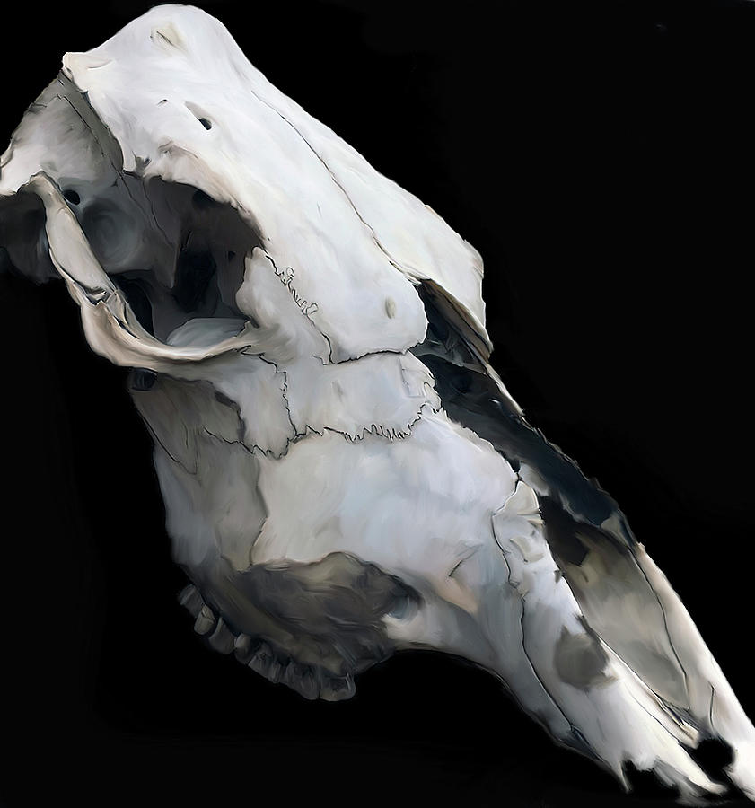 Skull Study 1 Digital Art by Jonathan Thompson
