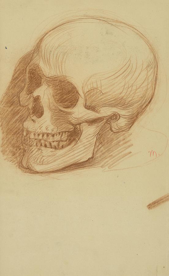 Skull Study Drawing by Milan Thomka Mitrovsky Skull Study Drawing by Milan Thomka Mitrovsky