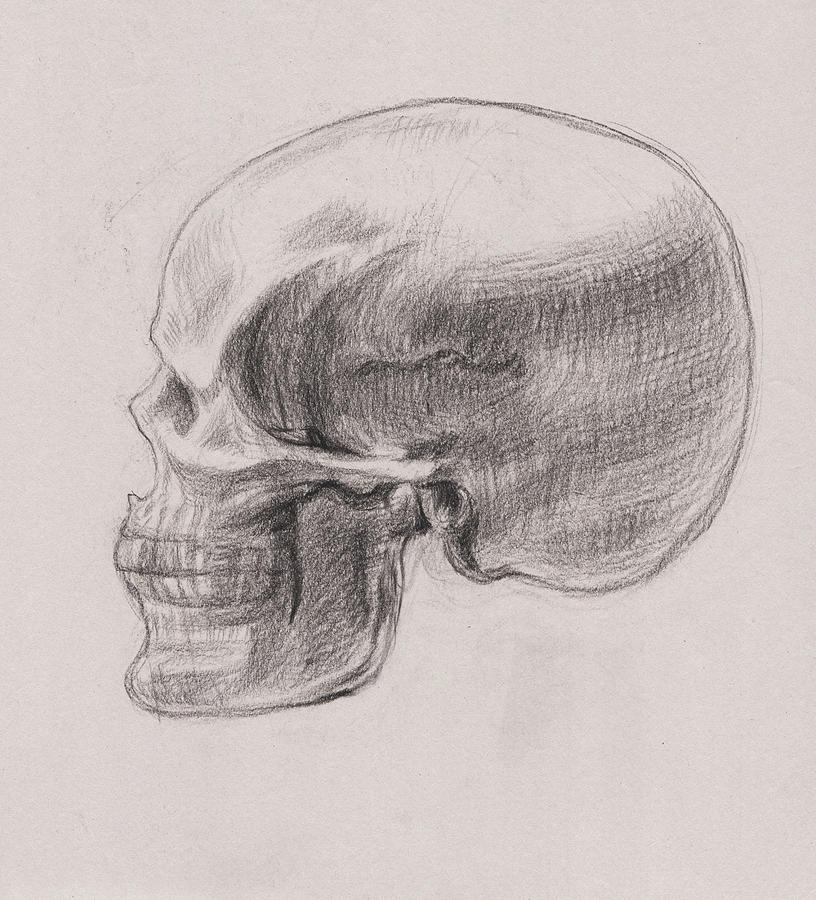 Grateful Dead Drawing - Skull Study Profile by Irina Sztukowski
