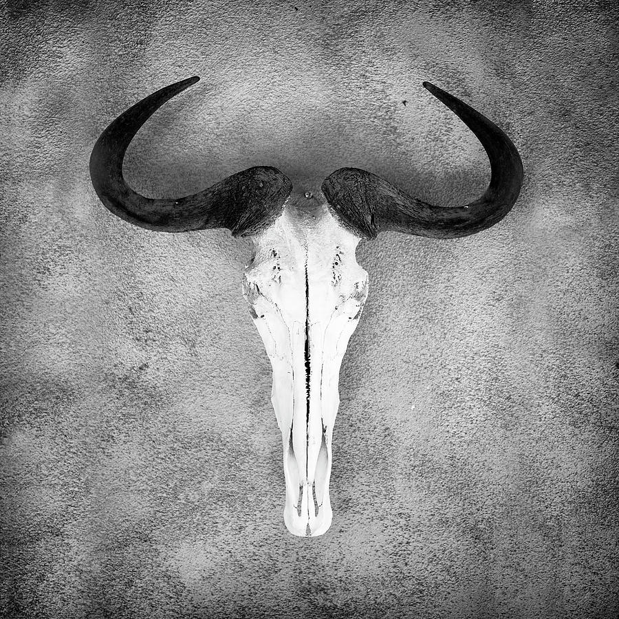 Skull With Horns Photograph by Kim Kozlowski Photography, Llc