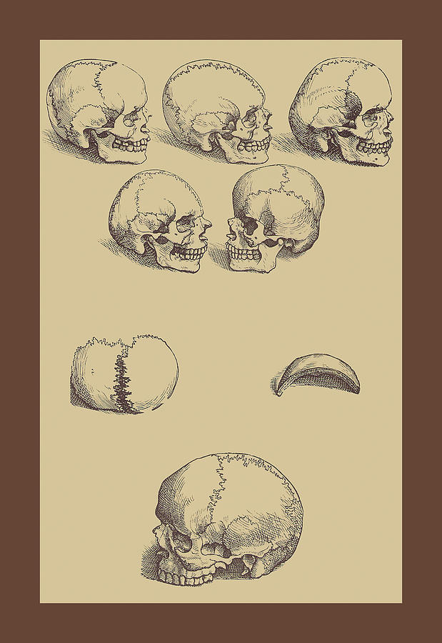 Skulls Painting by Andreas Vesalius