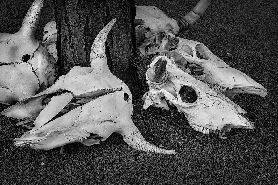 Black And White Photograph - Skulls V BW by David Gordon