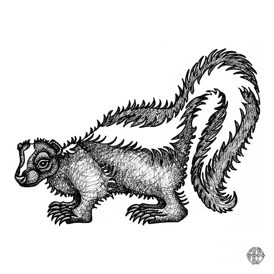 Skunk Drawing by Amy E Fraser