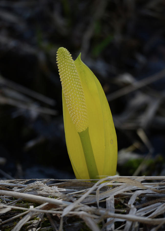 Skunk Cabbage Photograph