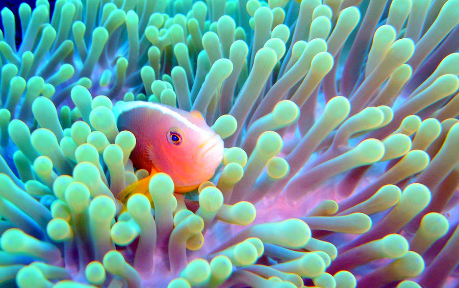 Fish Photograph - Skunk Clownfish And Sea Anemone by Takau99