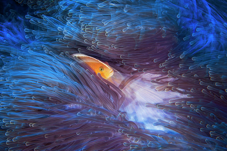 Skunk Clownfish Photograph by Barathieu Gabriel