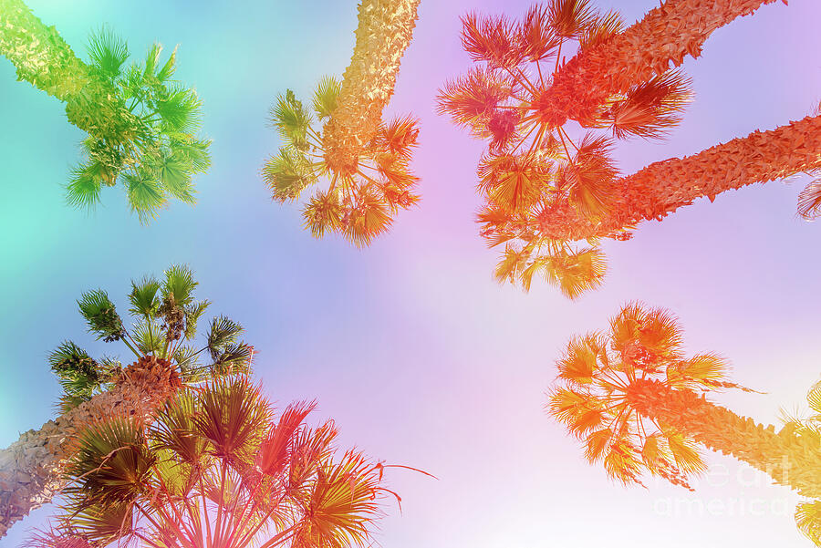 Colorful sky and palm trees Photograph by Delphimages Photo Creations
