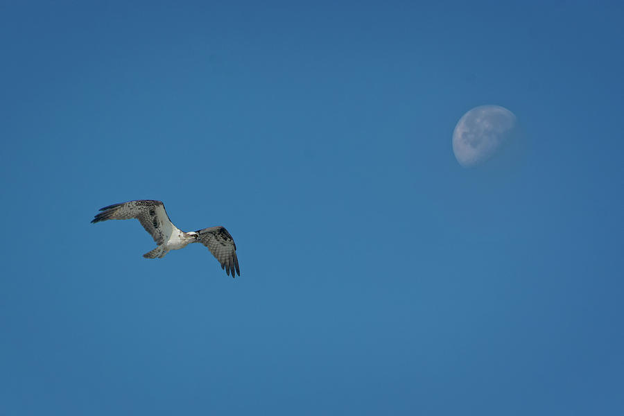 Sky High - Osprey and Moon Photograph by Mitch Spence