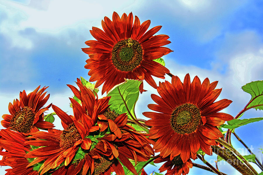Sky High Red Sunflowers Photograph