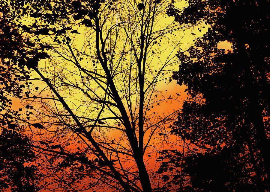 Tree Photograph - Sky On Fire by Bob Orsillo