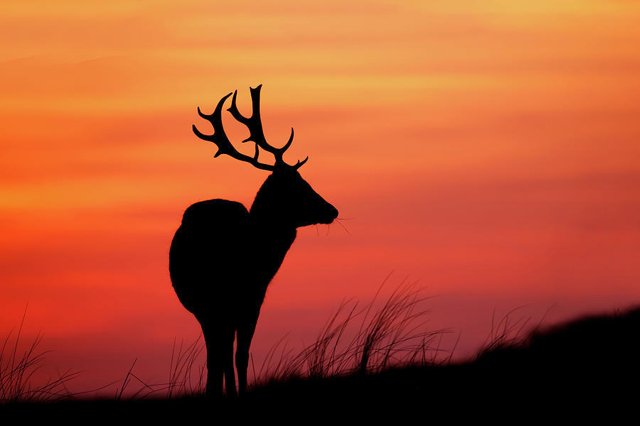 Deer Photograph - Sky on Fire - Fallow Deer Silhouette by Roeselien Raimond
