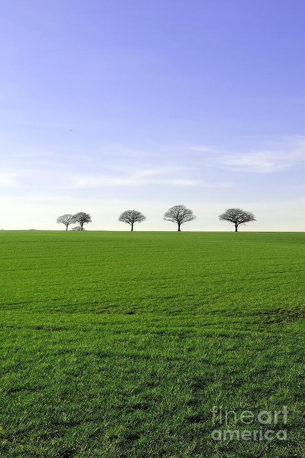 Tree Photograph - Sky, Trees, Field by John Chatterley