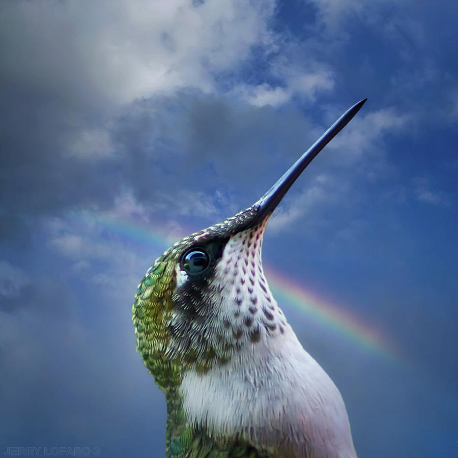 Hummingbird Photograph - Sky Trooper by Jerry LoFaro
