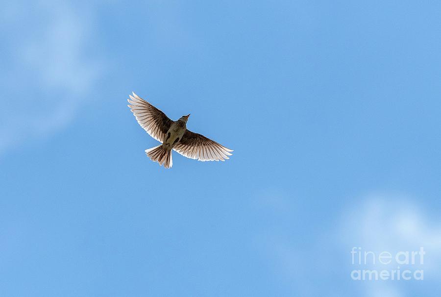 Bird Photograph - Skylark In Flight by Bob Gibbons/science Photo Library