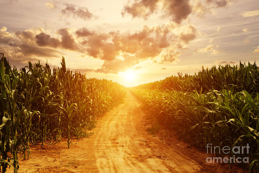Sunrise Photograph - Skyline And Corn Field by Zhu Difeng Sunrise Photograph - Skyline And Corn Field by Zhu Difeng