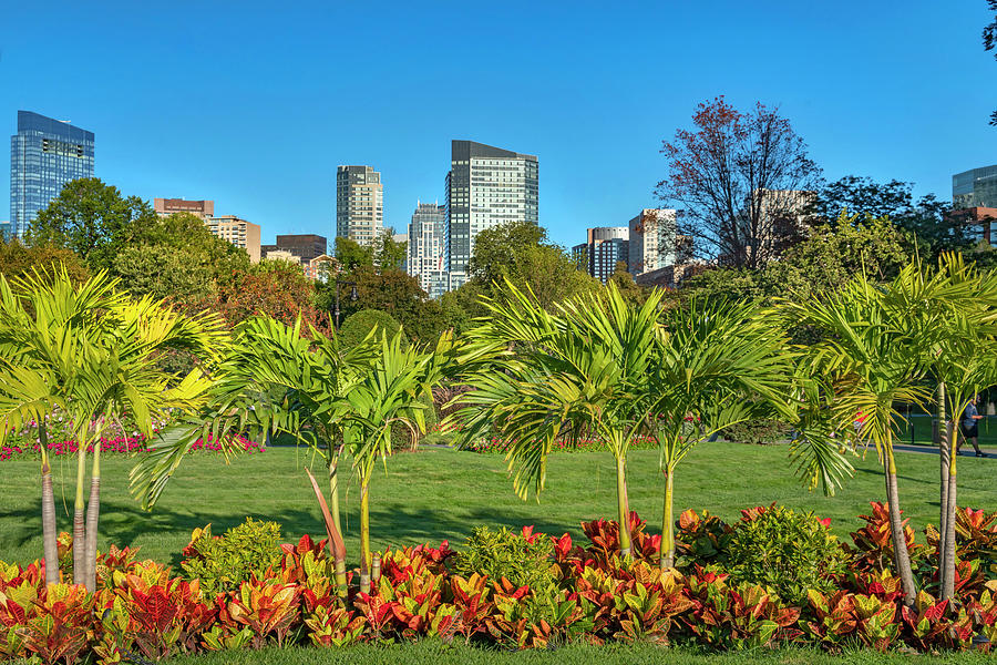 Skyline & Public Garden, Boston, Ma Digital Art by Laura Zeid