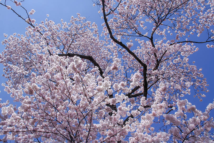 Skyward Photograph by Amy Sorvillo - Fine Art America