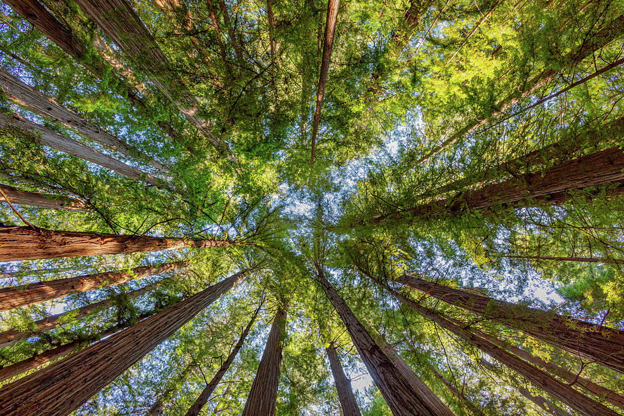 Skyward Redwoods Photograph by Jerry Fornarotto