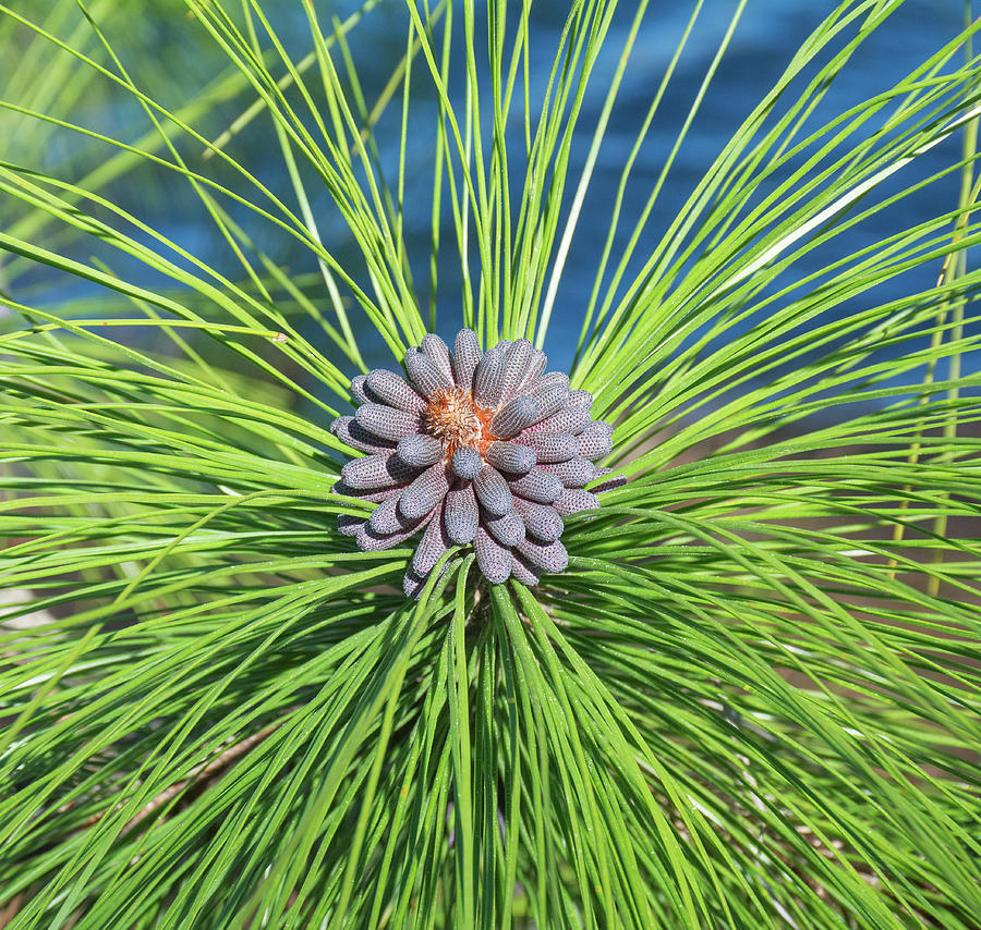 Slash Pine Photograph by John Serrao