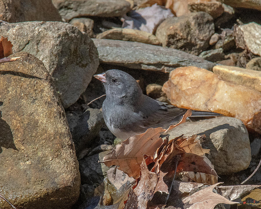 Slate-colored Junco DSB0338 Photograph by Gerry Gantt
